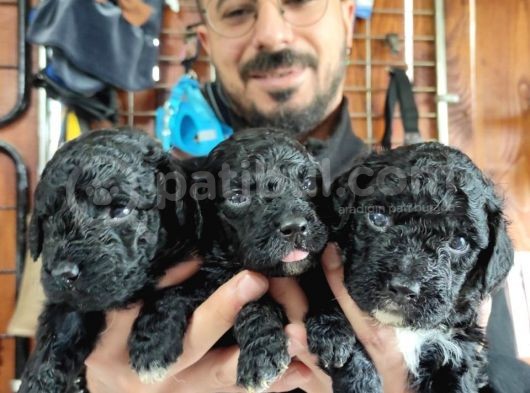 Siyah Poodle Özel Yavrularımız görsel