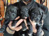 Siyah Poodle Özel Yavrularımız