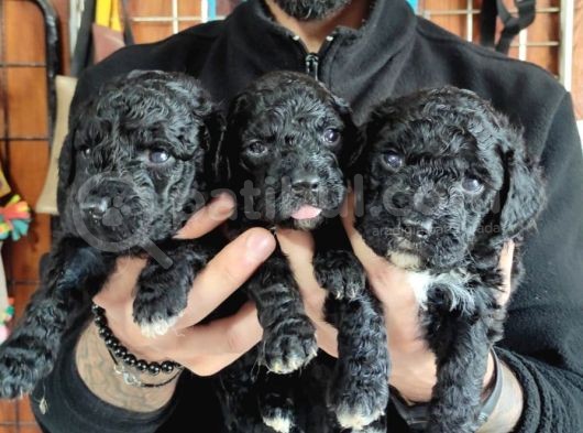 Siyah Poodle Özel Yavrularımız görsel