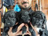 Siyah poodle özel yavrularımız