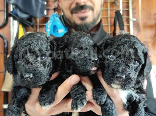 Siyah Poodle Özel Yavrularımız