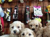 Burkemden Malti̇poo Yavrulari