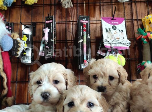 Burkemden Malti̇poo Yavrulari görsel
