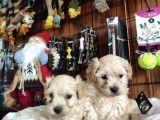 BURKEMDEN MALTİPOO YAVRULARI