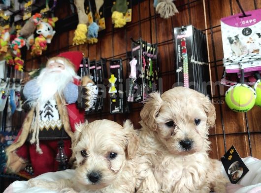 Burkemden Malti̇poo Yavrulari