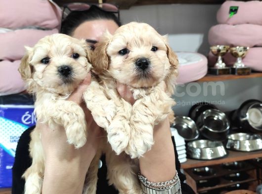 Burkemden Malti̇poo Yavrulari görsel