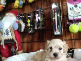 Burkemden Malti̇poo Yavrulari