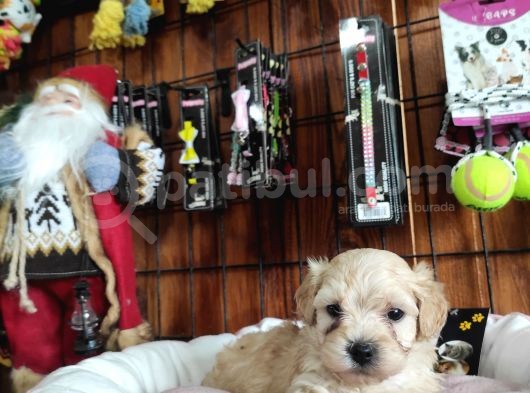 Burkemden Malti̇poo Yavrulari görsel