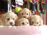 Anne-baba SCRLİ MALTİPOO YAVRULARIMIZ