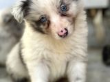 Border Collie Yavrular