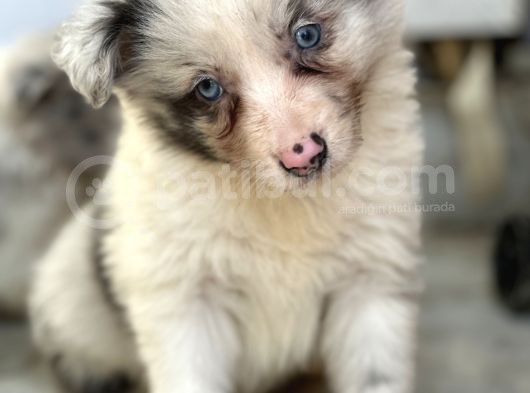 Border Collie Yavrular görsel