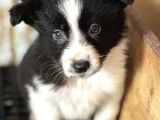 Border Collie Yavrular