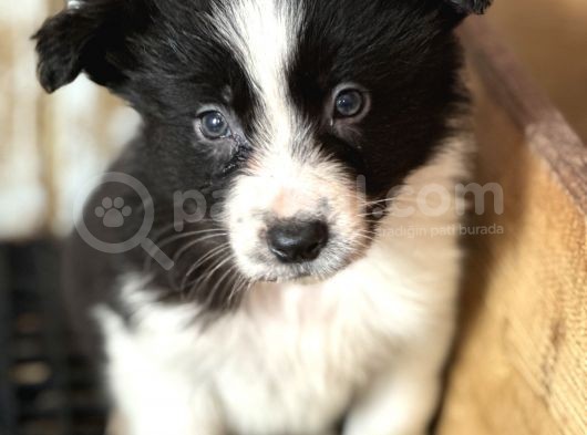 Border Collie Yavrular görsel