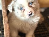 Border Collie Yavrular