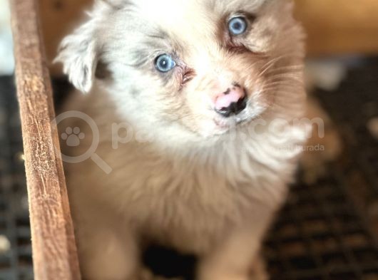 Border Collie Yavrular görsel