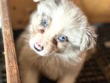 Border collie Yavrular