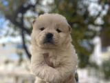 İri̇ Chow Chow Yavrulari