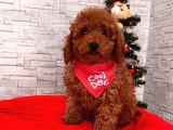 ORJİNAL TOY POODLE YAVRULAR