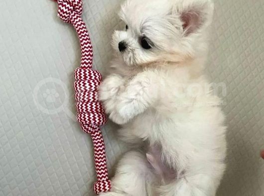 A Kalite Maltese Terrier Yavrularımız görsel