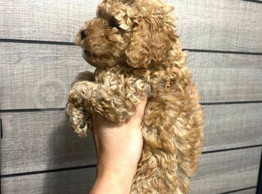 Akıllı Toy Poodle Bebeklerim görsel