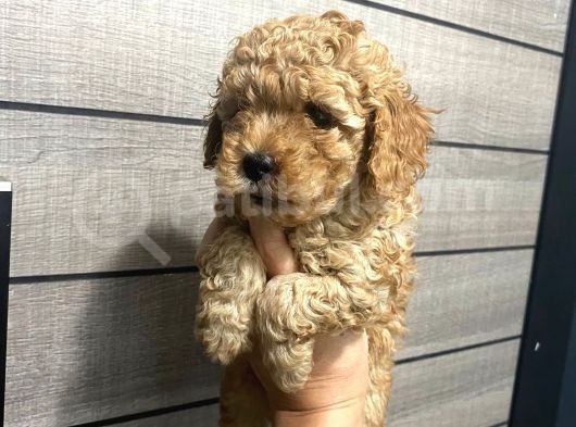 Akıllı Toy Poodle Bebeklerim