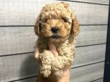 Akıllı Toy Poodle Bebeklerim