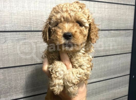 Akıllı Toy Poodle Bebeklerim görsel