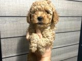 Akıllı Toy Poodle Bebeklerim