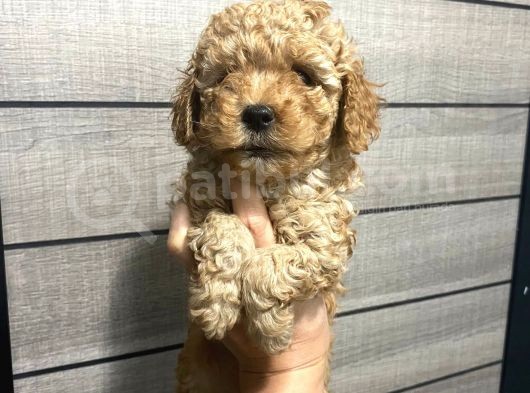 Akıllı Toy Poodle Bebeklerim görsel