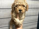 Akıllı Toy Poodle Bebeklerim