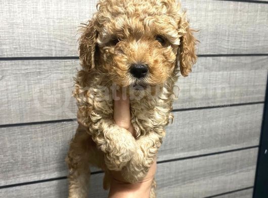 Akıllı Toy Poodle Bebeklerim görsel