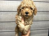 Akıllı Toy Poodle Bebeklerim
