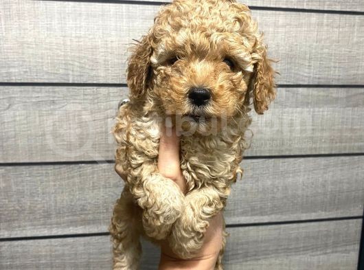 Akıllı Toy Poodle Bebeklerim görsel