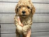 Akıllı Toy Poodle Bebeklerim