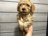 Akıllı Toy Poodle Bebeklerim