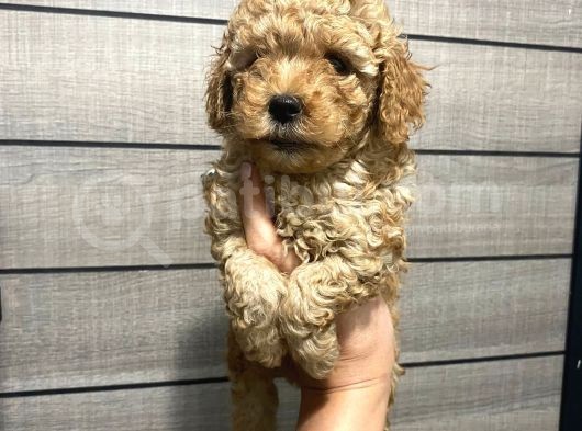 Akıllı Toy Poodle Bebeklerim görsel