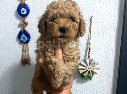 Üst Kalite Poodle Afacanlar