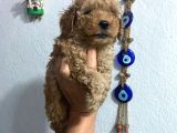 Üst Kalite Poodle Afacanlar