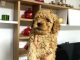 Sağlık ve ırk garantili poodle miniklerim