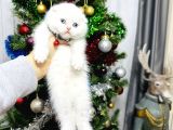 Top Kafa Scottish Fold Yavrular