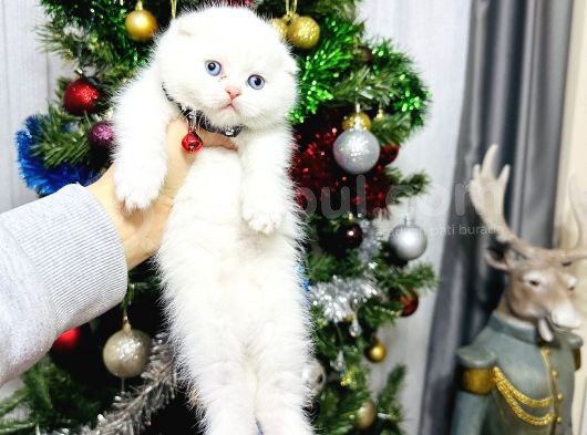 Top Kafa Scottish Fold Yavrular görsel