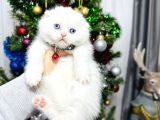 Top Kafa Scottish Fold Yavrular