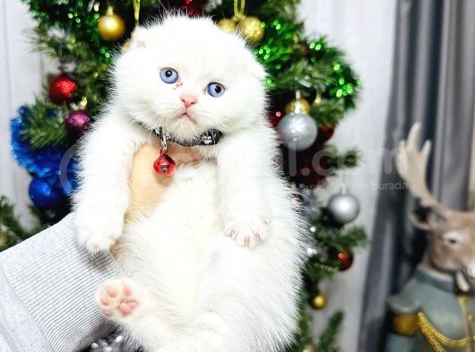 Top Kafa Scottish Fold Yavrular