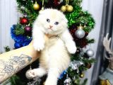 Top Kafa Scottish Fold Yavrular
