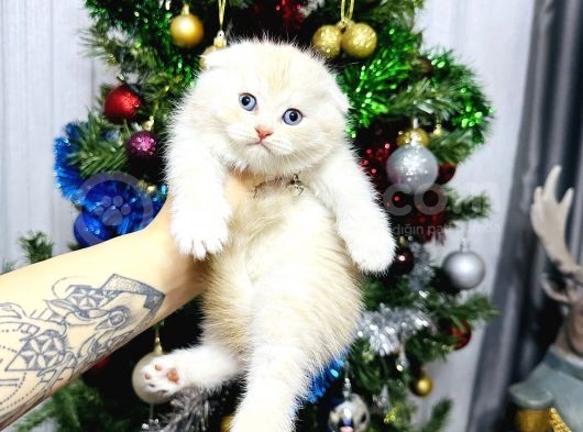 Top Kafa Scottish Fold Yavrular görsel