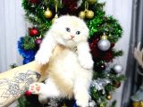 Top Kafa Scottish Fold Yavrular