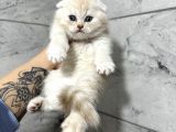 Top Kafa Scottish Fold Yavrular