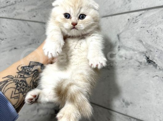 Top Kafa Scottish Fold Yavrular görsel