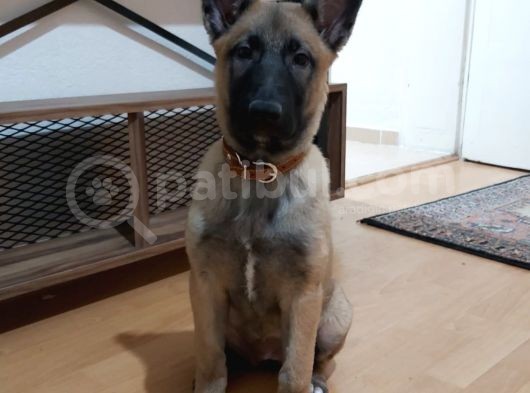 Zeka Küpü Kızım 3 Aylık - Dişi - Eğitimli görsel