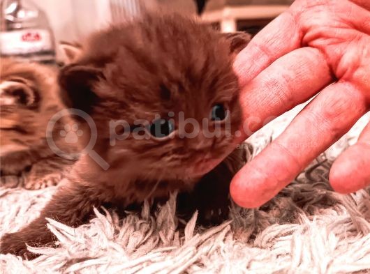 Kaliteli British Shorthair Anne Babadan Bebek Yüzlü Yavrular görsel